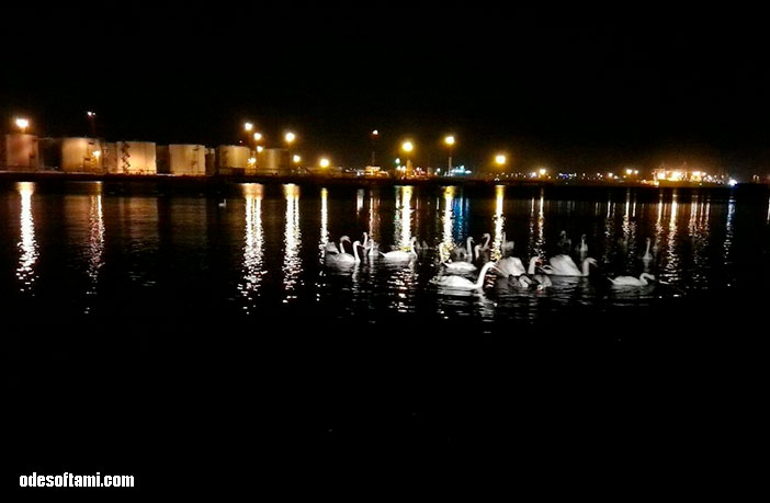 Лебеди на паромной переправе в Черноморск фото 2016 год - odesoftami.com