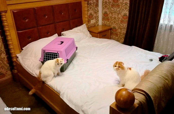 Кошки в отеле Подкова, Ровно - odesoftami.com