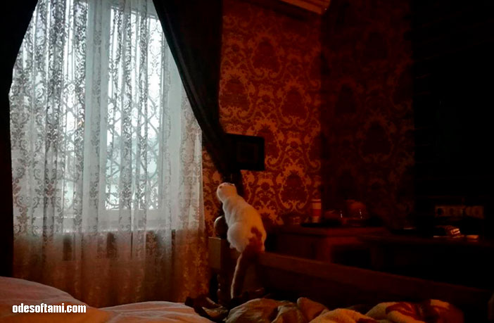 Кнопочка наблюдает за баранами в окне отеля Подкова , город Ровно - odesoftami.com