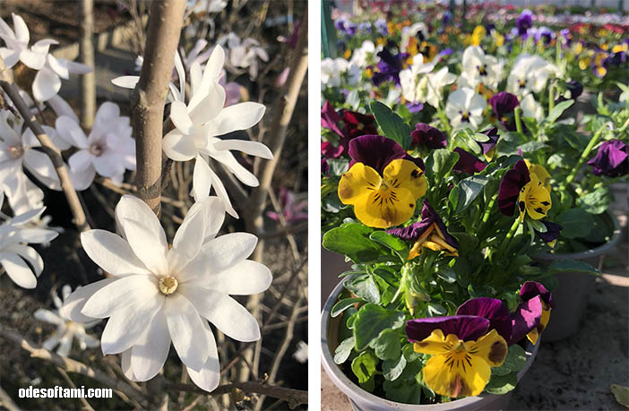 Ваш Сад Одесса на фото магнолия + виолы - odesoftami.com