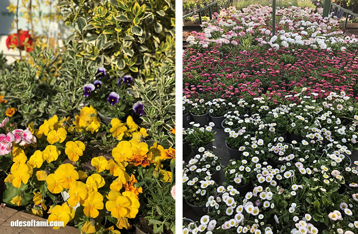 Цветочные композиции из Ваш Сад Одесса - odesoftami.com