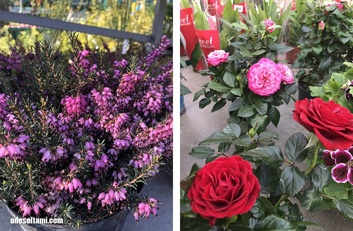 Вереск, розы и первые цитрусовые - odesoftami.com