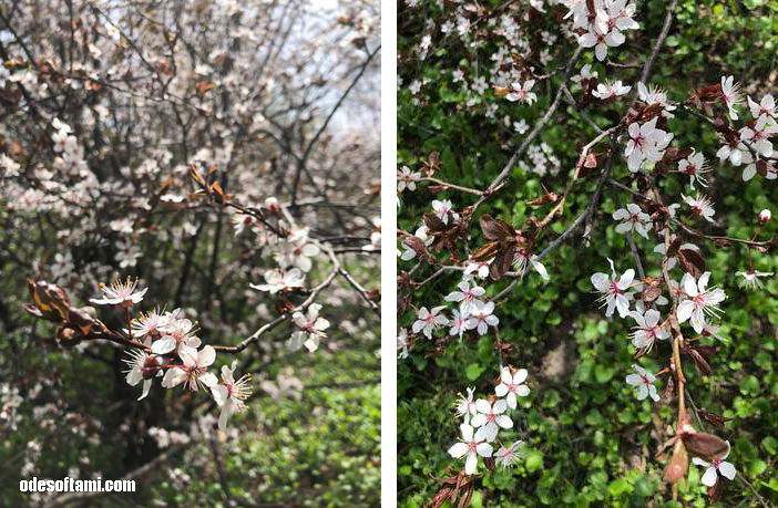 Одесский ботанический сад, все цветет, весна - odesoftami.com