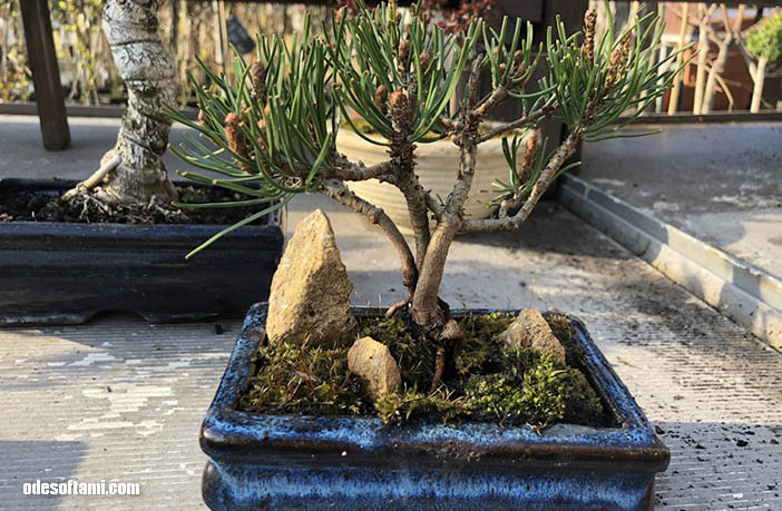 Маленький японский уголок или миниатюрная сосна-бонсай - odesoftami.com