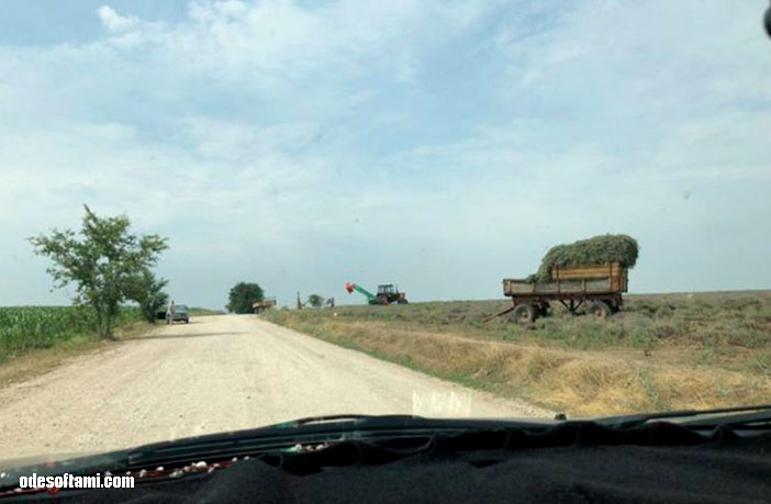Где то тут у дороги  в Молдове Лавандовые поля - odesoftami.com