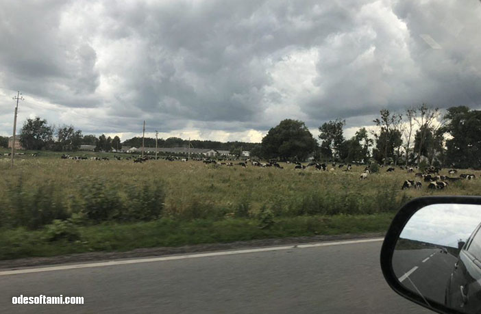 Коровки пасутся возле Почаев - odesoftami.com