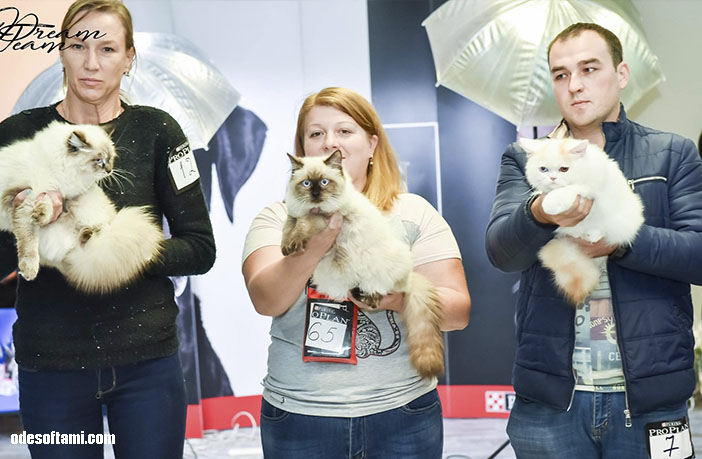 выставка кошек Nica Cat Festival от КЛУБА ЛЕГЕНДА - odesoftami.com
