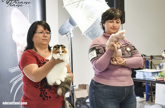 Татьяна Алексеенко на выставке кошек WCF - odesoftami.com