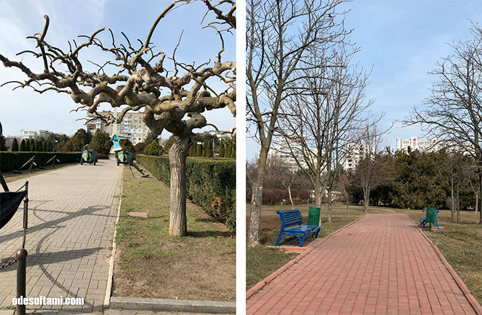 Карликовые деревья в Черноморск 2019 - odesoftami.com