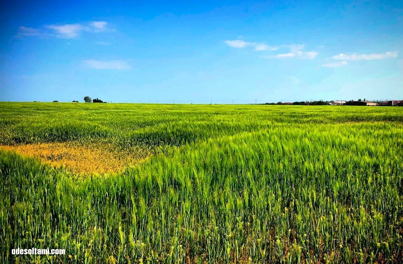 Красивое поле в Одесская области 2020 - odesoftami.com