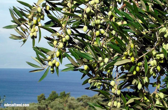 Оливковое дерево - odesoftami.com