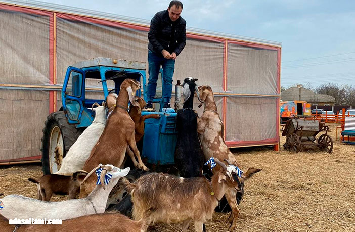 Денис Алексеенко кормит козочек с трактора на ферме Козы и Матросы - odesoftami.com-