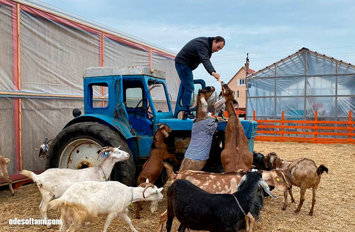 Денис Алексеенко на тракторе кормит козочек - ферма Козы и Матросы - odesoftami.com-