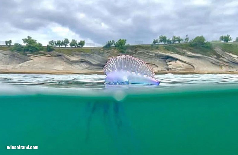 Испанские медузы уже в Валенсии - odesoftami.com