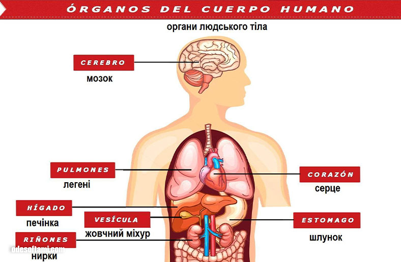 Vocabulario ÓRGANOS DEL CUERPO HUMANO - odesoftami.com