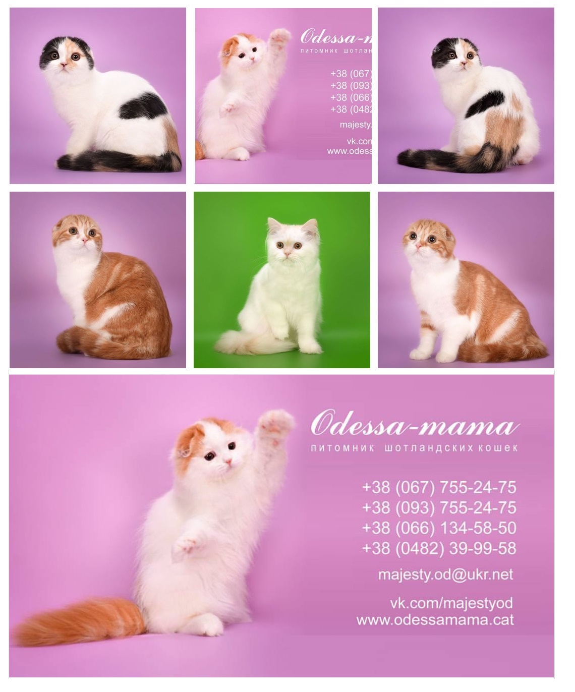 Шотландские котята питомник Odessa-Mama | MajestyCats Odessa